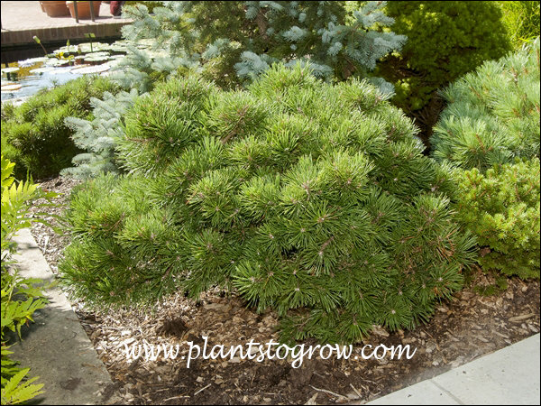 Gnome Mugo Pine Standard
